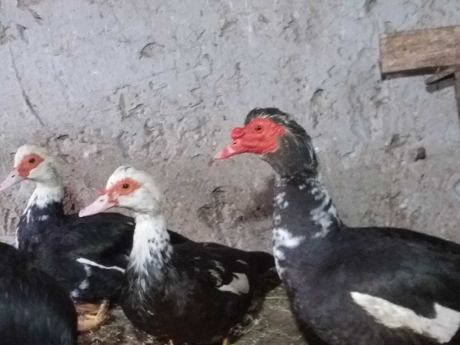 Продам качок мускусних/шипунів/шави