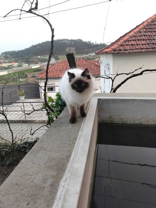 Gatinho siamês com menos de um ano