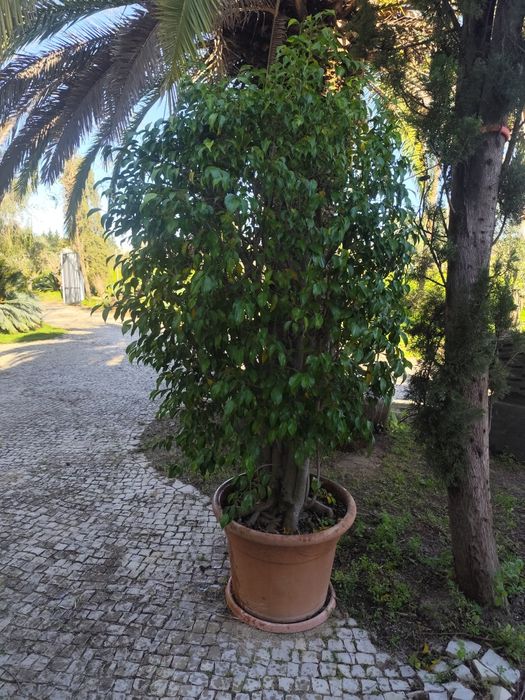 2 x árvores Ficus Benjamina OPORTUNIDADE
