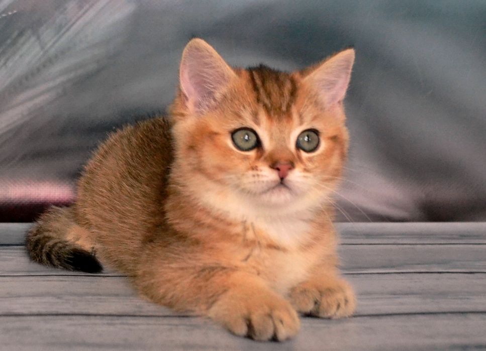 кошенята золотої шиншили, суперові