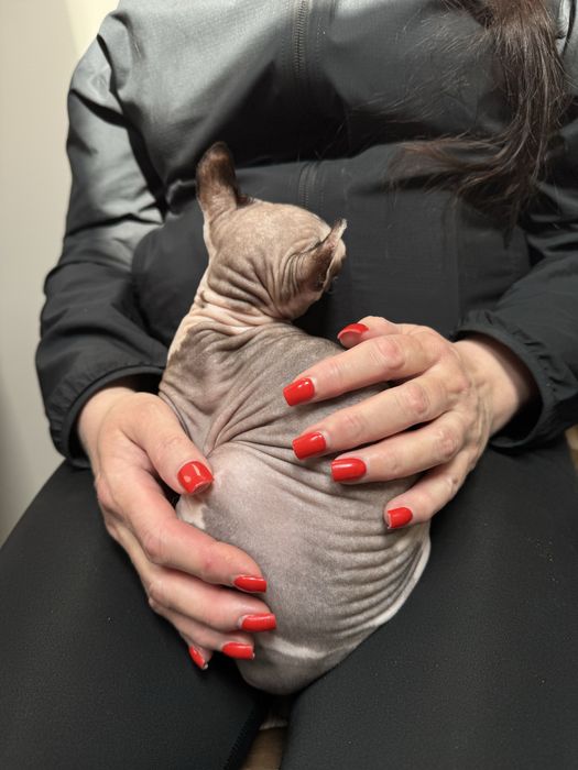 Продається дівчинка сфінкс єльф з паспортом 10 місяців