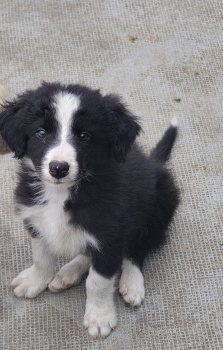 Border collie macho puro