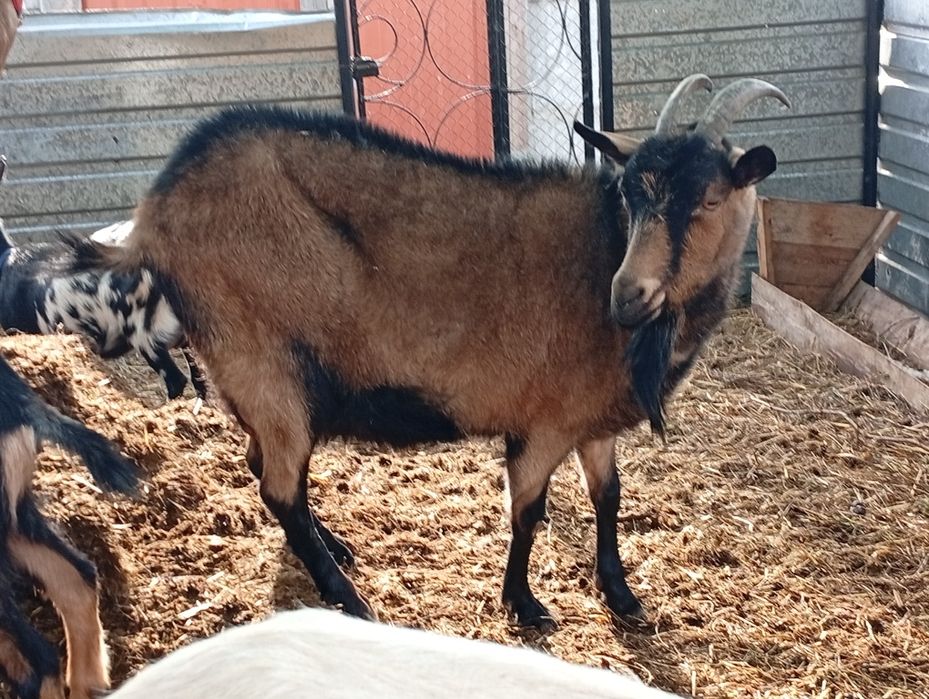 100% альпійська коза