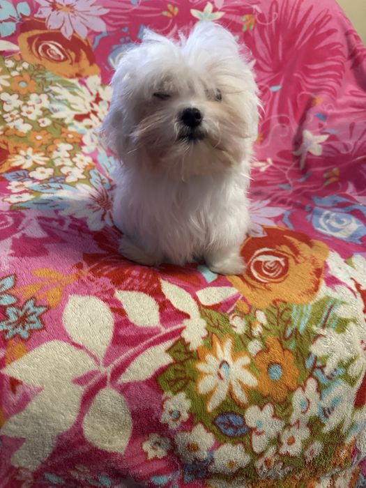 Maltańczyk piesek  miniaturka