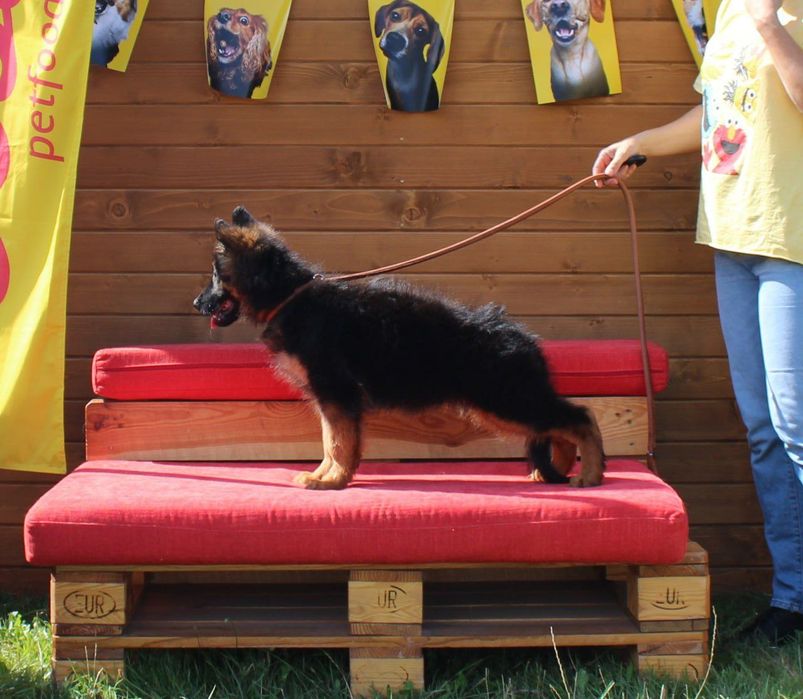 Цуценята німецької вівчарки. Документи КСУ.