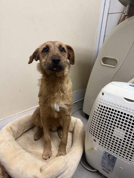 Moana, cadelinha com 9/10 meses porte pequeno para adoção responsável