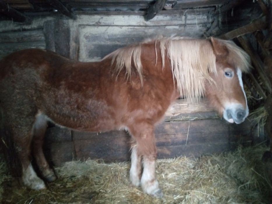 Кобила запряжна робоча спокойна