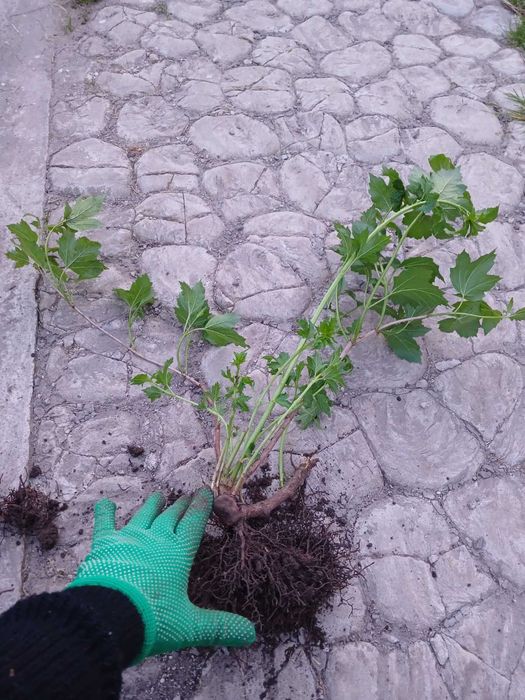 Калина Бульдонеж
