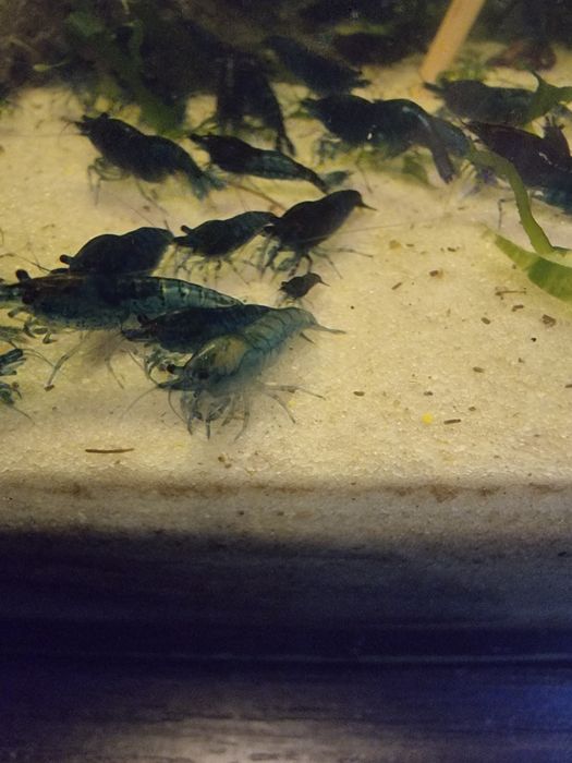 Sprzedam krewetki bluvelvet