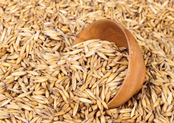 Овес лікувальний