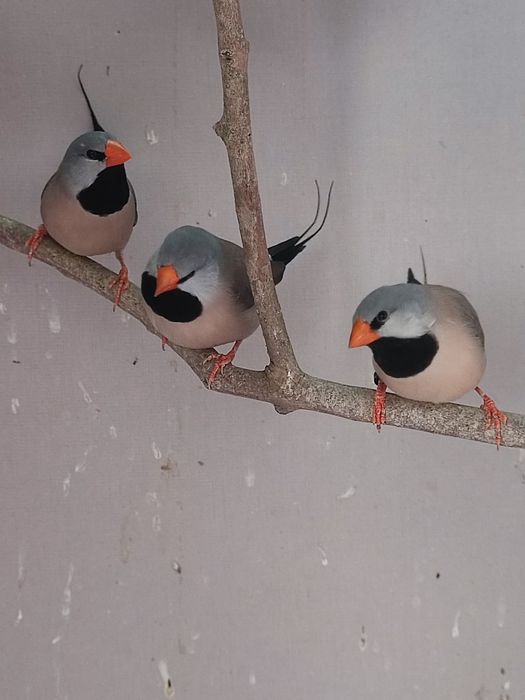 Diamante Mandarim, Babete e Bengalins