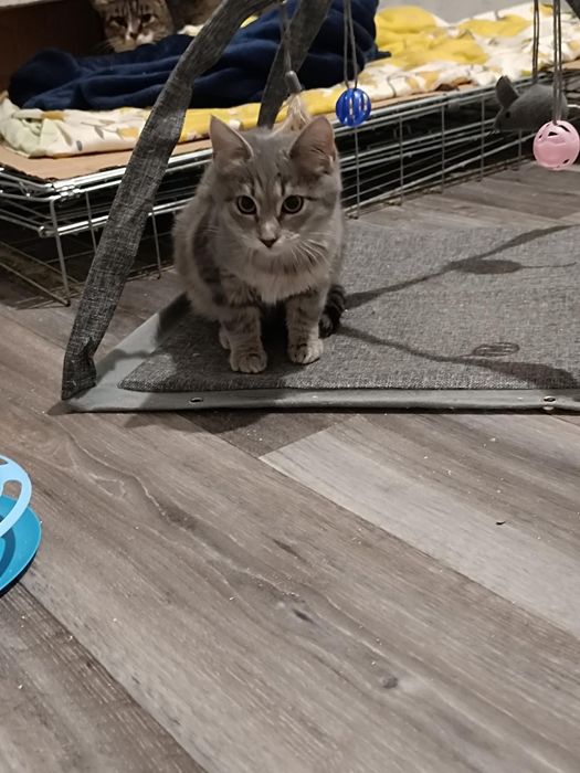 Красивый котенок , как из рекламы вискас бесплатно