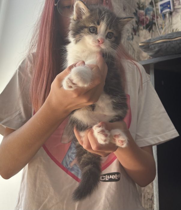 Котята кошенята