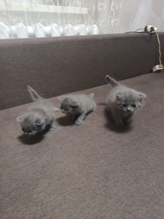 Шотландські , британські кошенята.