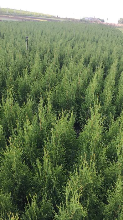 Thuja Smaragd, Tuja Szmaragd