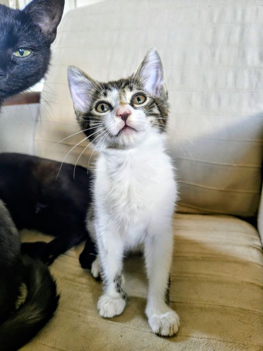 Piękny kocurek do adopcji