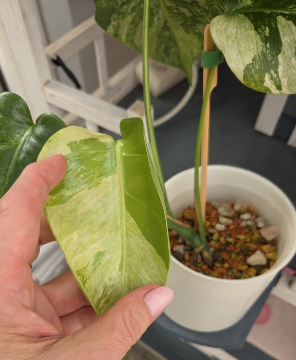 Monstera Jungle Minty  - oryginalna roślina z Tajlandii.