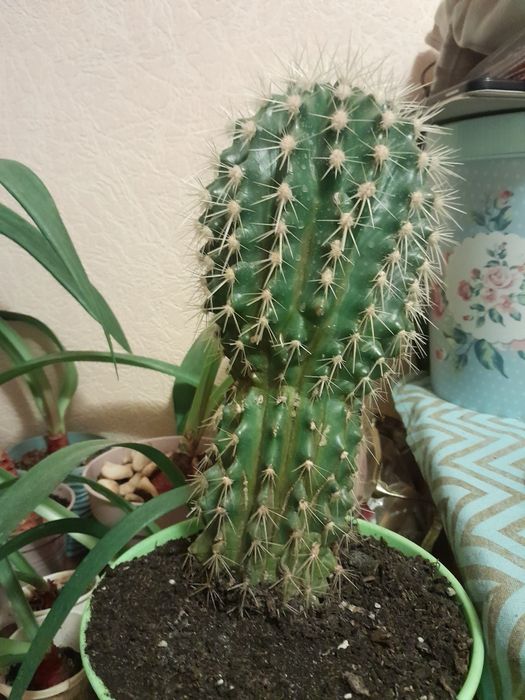 Продам кактус 400 грн.