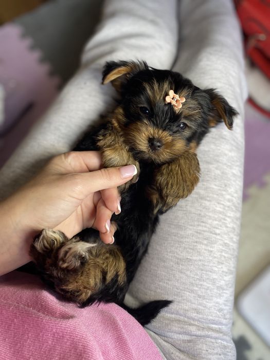 Шикарні цуценятка йорки