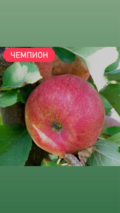 Яблука Садженці Слива Персик Айва Никтарин Саженці  Груша Инжир