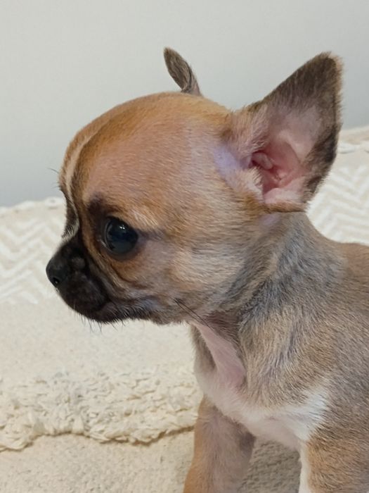 Chihuahua XXS  śliczna dziewczynka