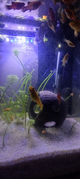 Troco peixes Molly por guppys