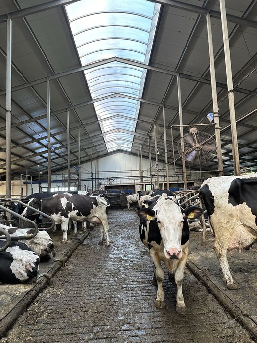 Mycie Fotowoltaiki obory chlewni kurników dachu nacinanie ruszt