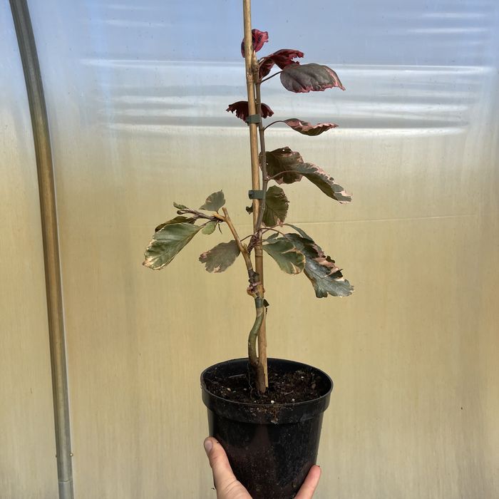 Buk pospolity ’ Purpurea Tricolor ’ Fagus Sylvatica