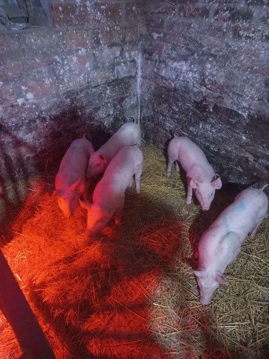 Продам малих поросят 1,5 місячні