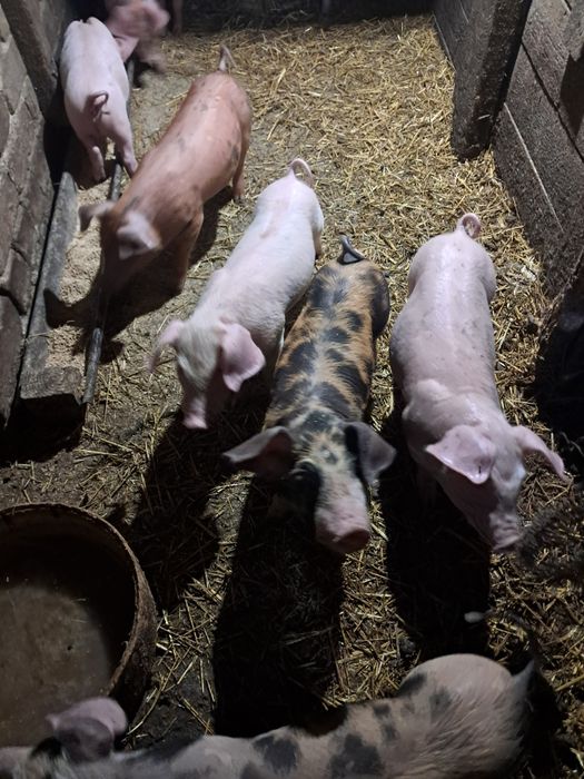 Поросята домашні.