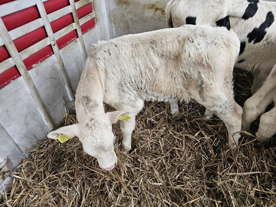 Sprzedam 6 cielaków byczki