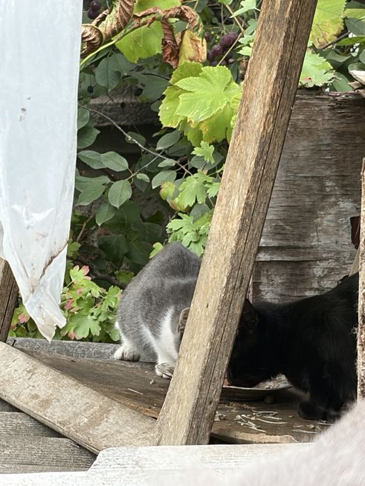 віддам в добрі руки кошенят