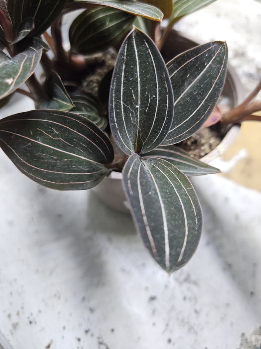 Storczyk jubilerski ludisia discolor