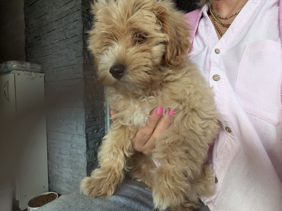 Rodowodowy piesek maltipoo