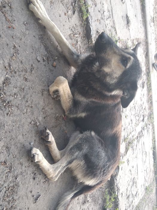 Отдам собаку девочку