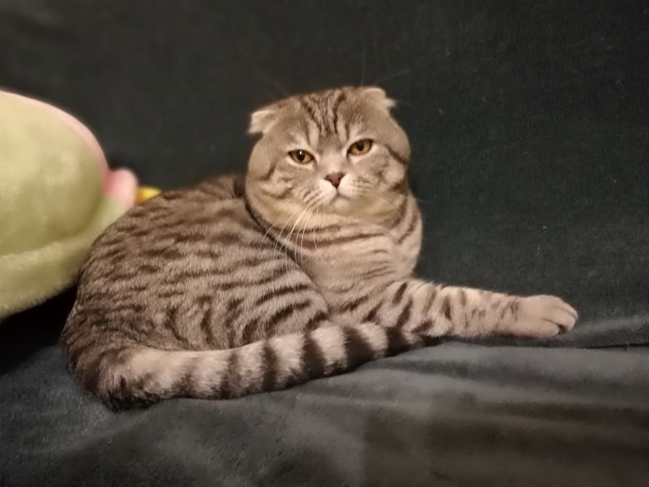 Шотландский кот приглашает на вязку