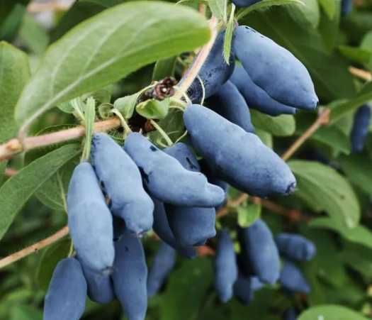 саджанці жимолості жимолость їстівна саженцы польський сорт канадський