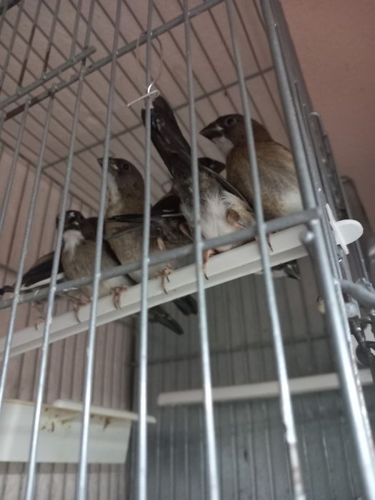 Bengalins do Japão.