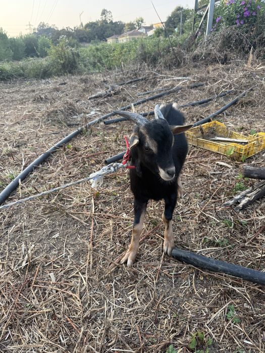 Cabrito raça 9 meses melhor oferta