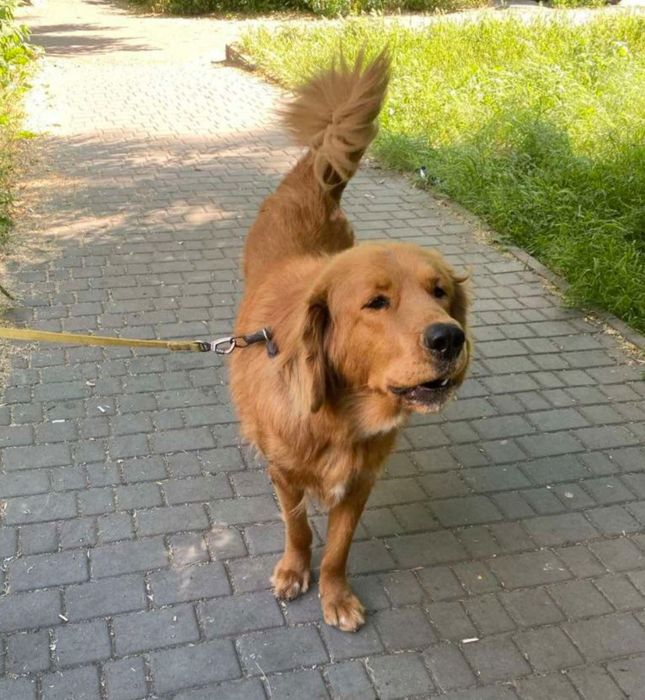 Отдам даром в добрые руки собачек