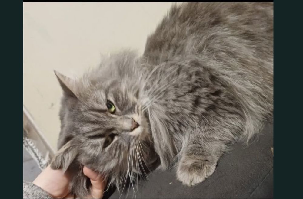 Piękna Kotka Syberyjska Rodowód FPL