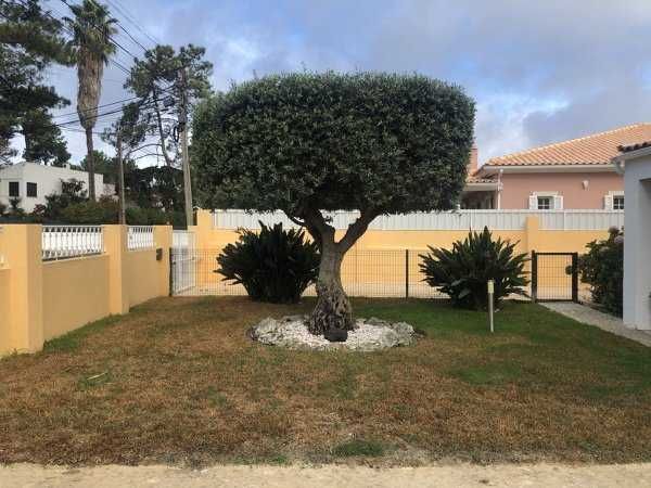 oliveiras de jardim
