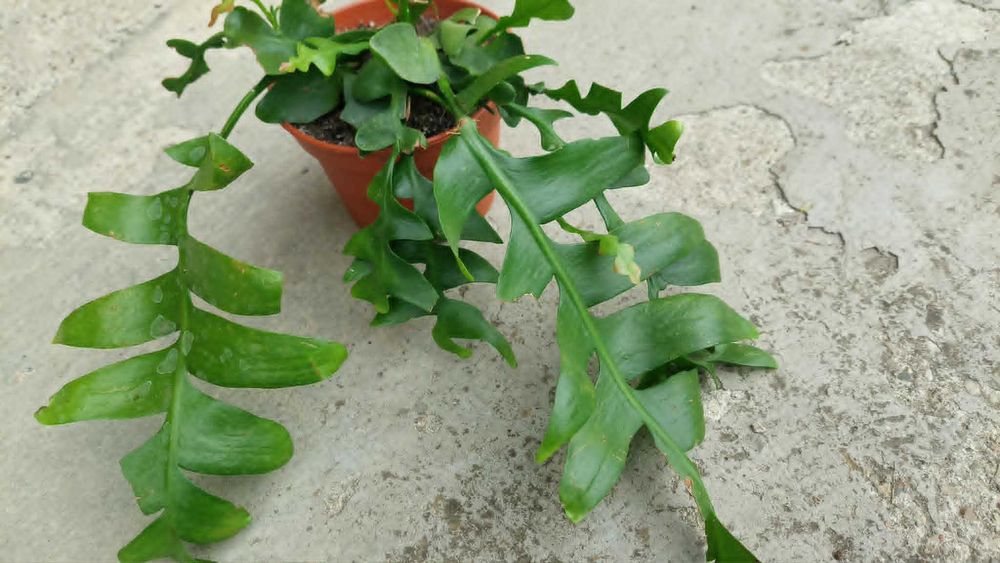 Epiphyllum chrysocardium. Roślina. Kaktus.