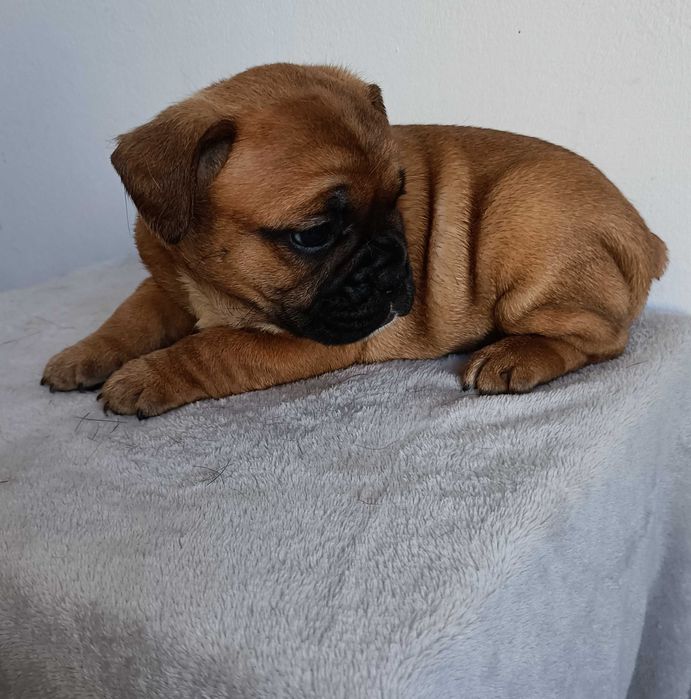 Bulldog francês macho