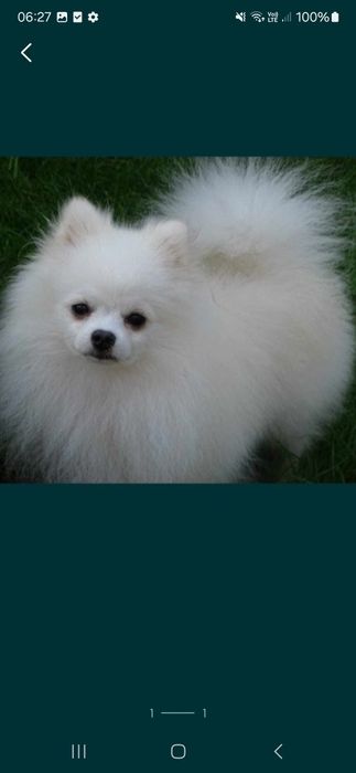 Piesek szpic miniaturowy z uprawnieniami