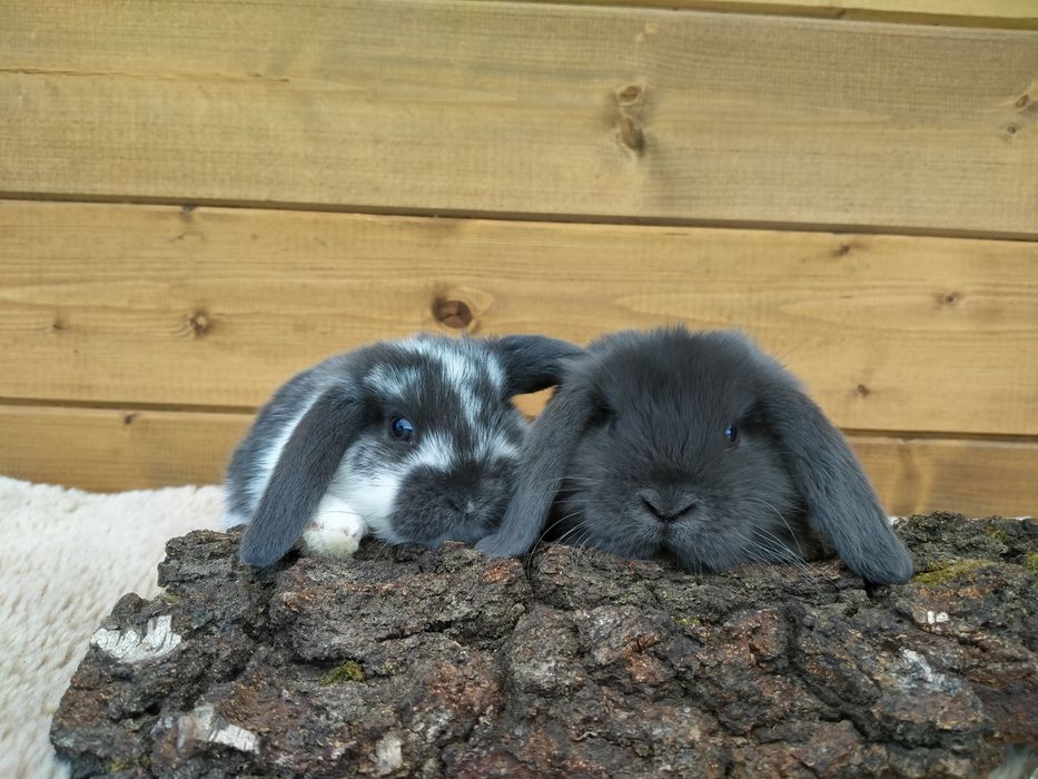 Baranek mini lop