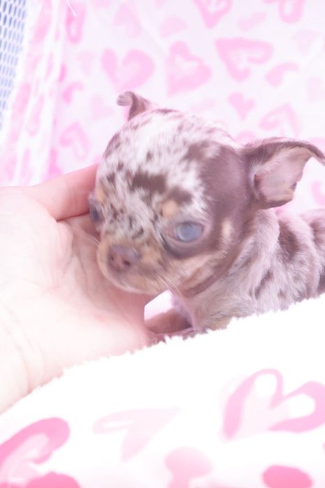 Chihuahua  Super Mini. Menino Chocolate Merle .Cabeça de maçã.Olhos azuis