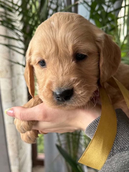 Golden retriever Samiec