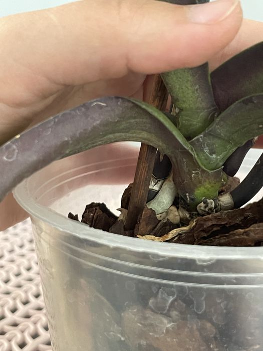 Орхідея Екзотік Пунш