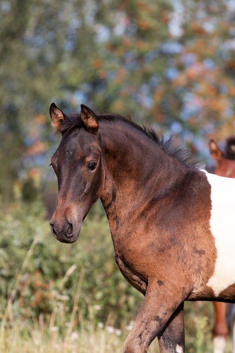 hucuł klacz ogierek